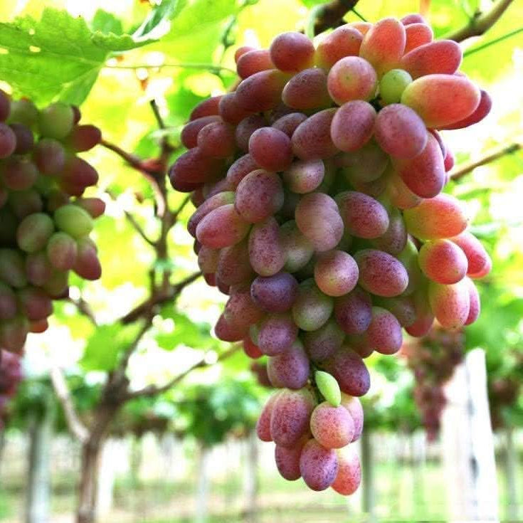 Grape Brown Green Color Variety Fruit Seeds