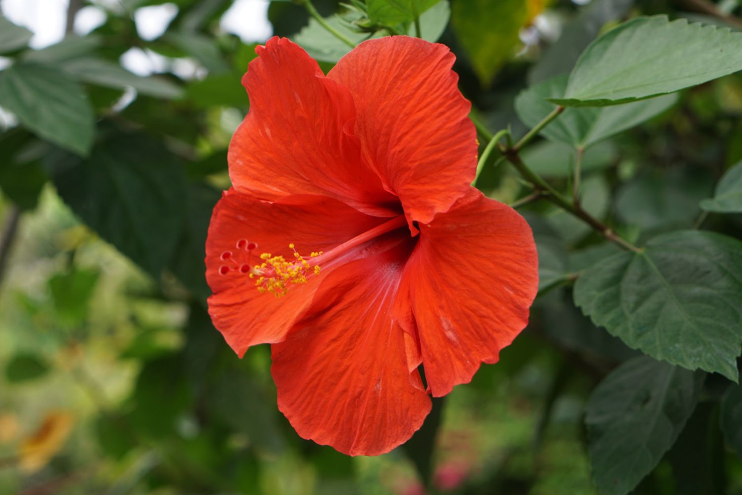Red Giant Hibiscus Flower Seeds – Blooming Plants for Balcony and Patio Gardens - Heirloom Non GMO High Germination