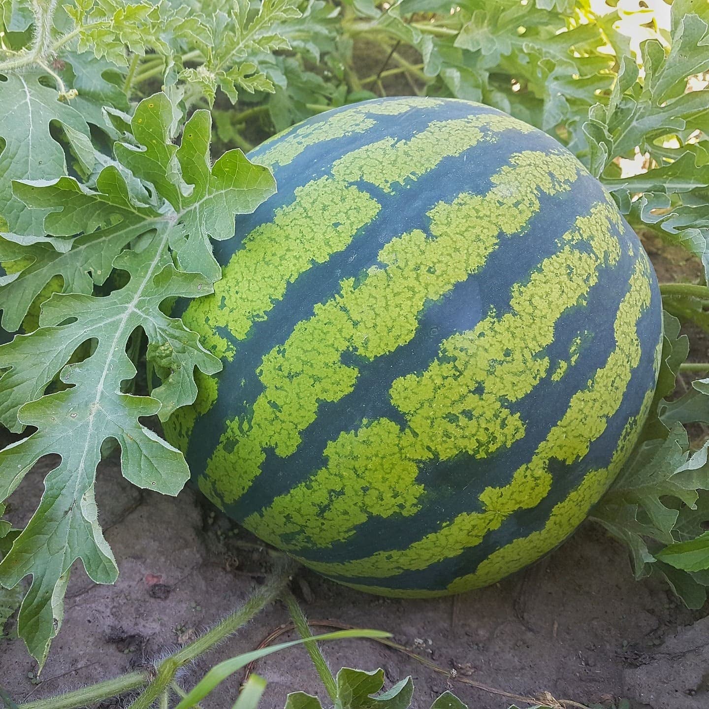 watermelon citrullus lanatus florida giant fruit seeds