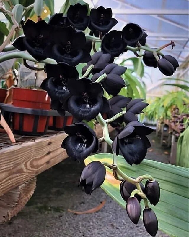 Black Phalaenopsis Flower Seeds