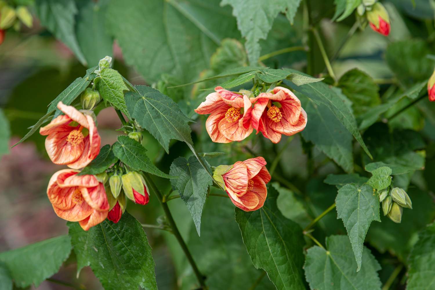 Abutilon Flower Seeds