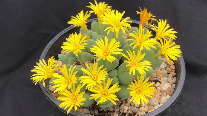 Conophytum Flower Seeds - Heirloom Non GMO High Germination Premium Garden Seeds for Planting