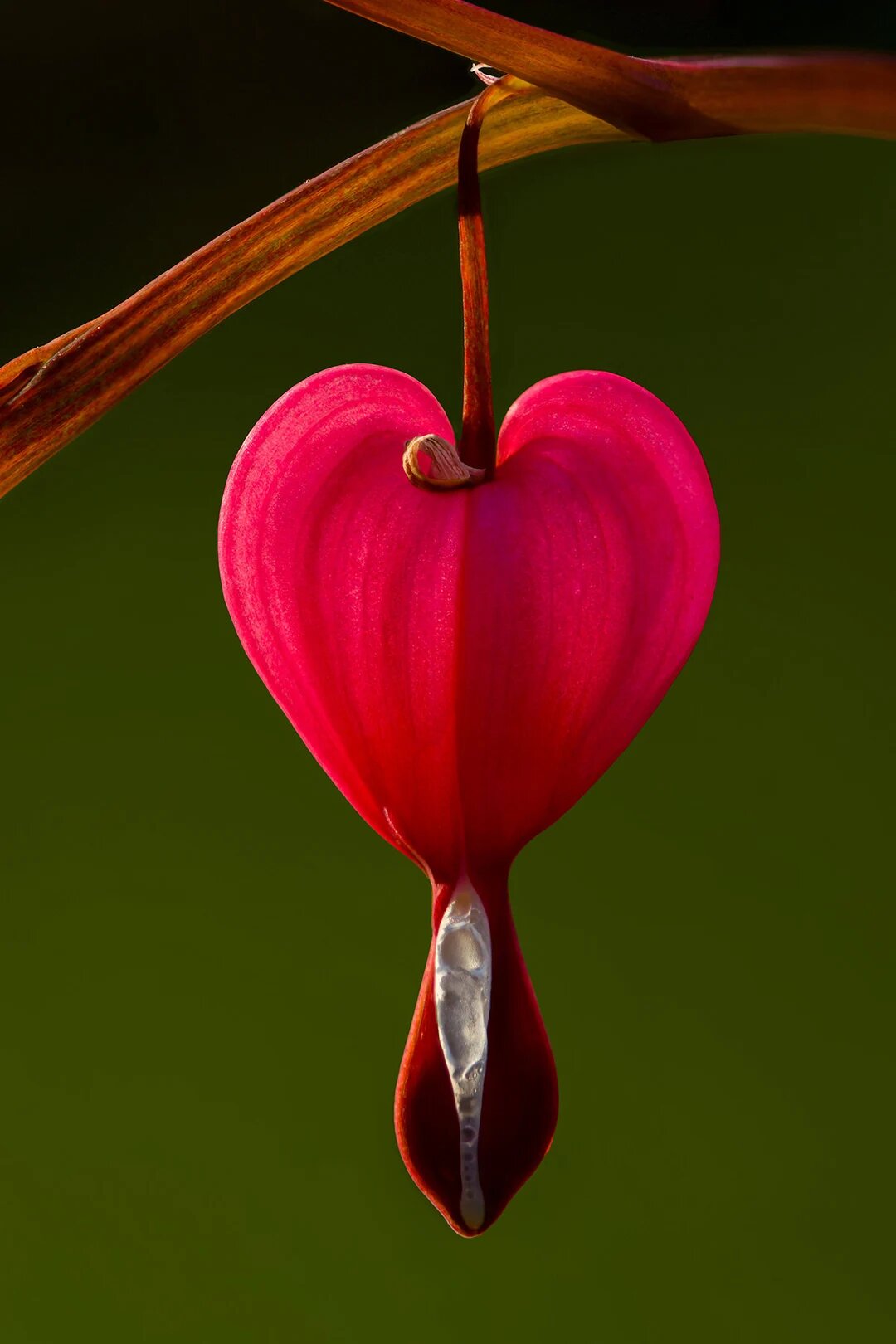 Red Bleeding Heart Flower – Heirloom, Non GMO, High Germination Seeds - Heirloom Non GMO Premium Flower Seeds for Home G