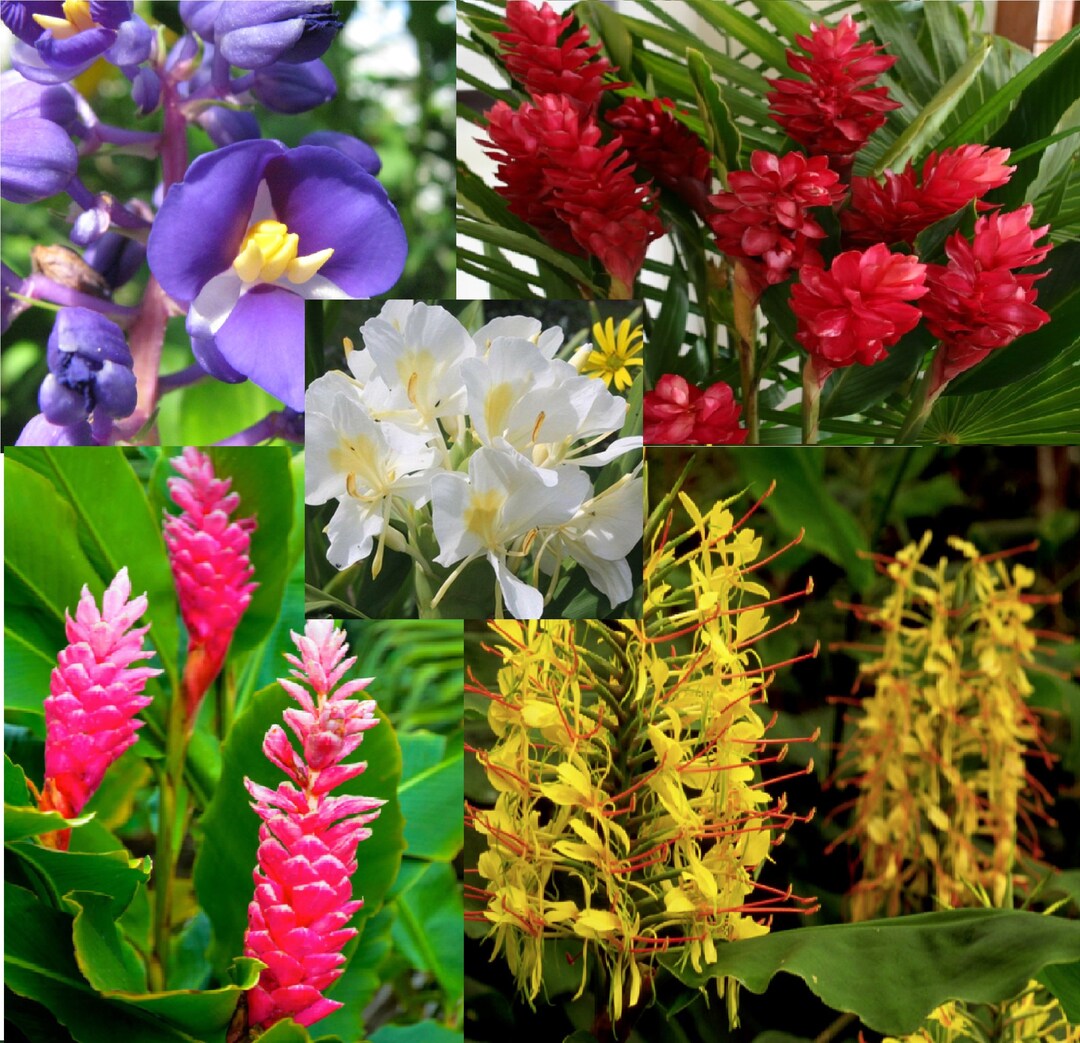Red Blue White Yellow Pink Pk Hawaiian Tropical Ginger Plant Roots And