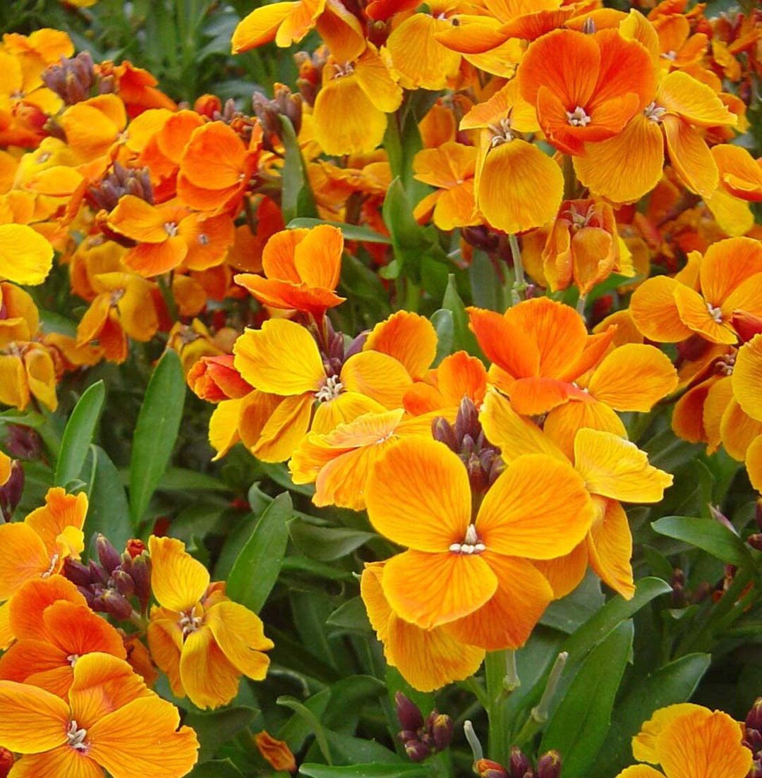 Orange Erysimum Cheiri Flower Seeds – Easy Grow Blossoms for Pots & Backyard Spaces