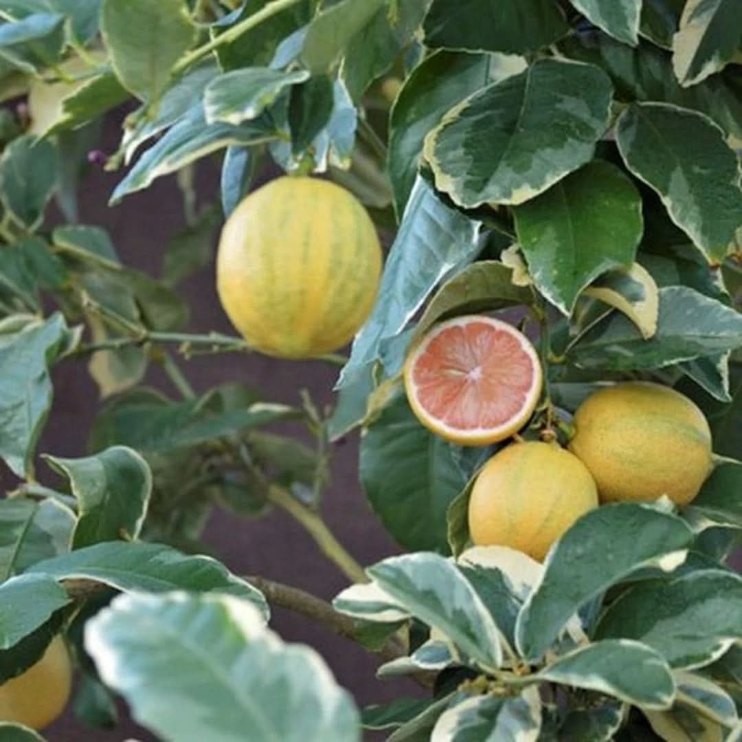 Pink Eureka Lemon Variegated Fruit Refreshing And Zesty Citrus Fruits Fruit Seeds