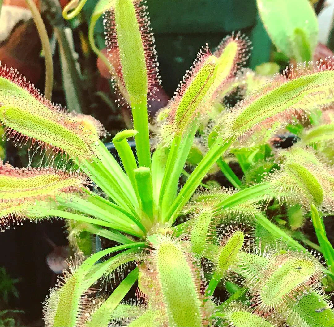 Drosera Capensis Cape Sundew