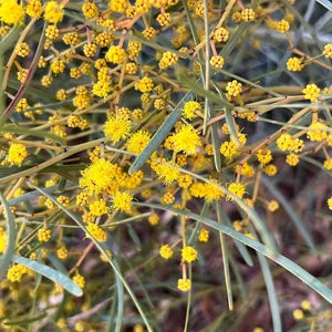 Yellow Calliandra Flower Seeds