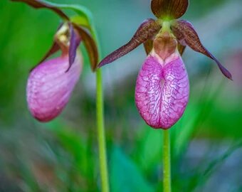 Pink Lady Slipper Flower Seeds