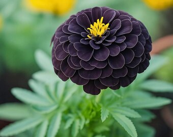 Black Pansy Flower Seeds - Heirloom Non GMO Premium Garden Seeds for Planting