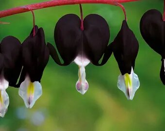 Black Grosella Fruit Seeds - Heirloom Non GMO Premium Garden Seeds for Planting
