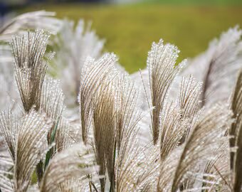 Miscanthus Flower Seeds Exotic Flowering Plants for Vibrant Garden Beauty for Colorful Landscape - Heirloom, Non GMO,