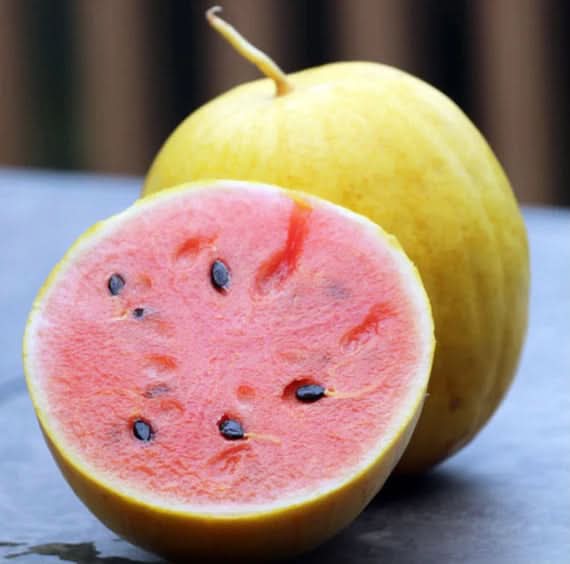 golden midget watermelon fruit for planting grow your own refreshing variety Fruit seeds