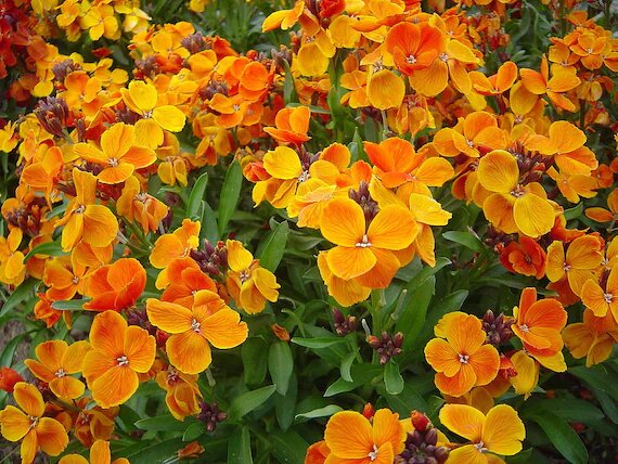 Orange Erysimum Cheiri Flower Seeds