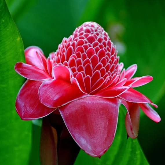 red green torch ginger plant exotic for stunning tropical flowers Fruit seeds