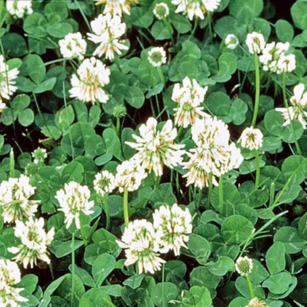 White Dutch Clover Cover Crop