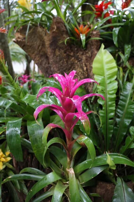 Pink Bromeliad Flower Seeds