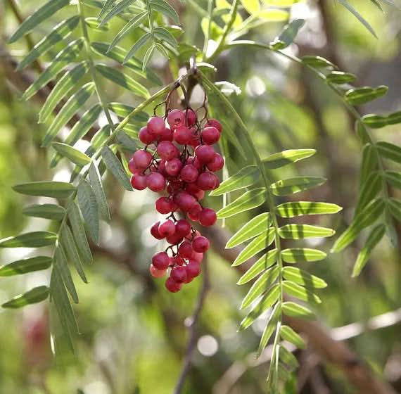 schinus molle fruit for planting ornamental tree unique fruits heirloom non gmo Fruit seeds
