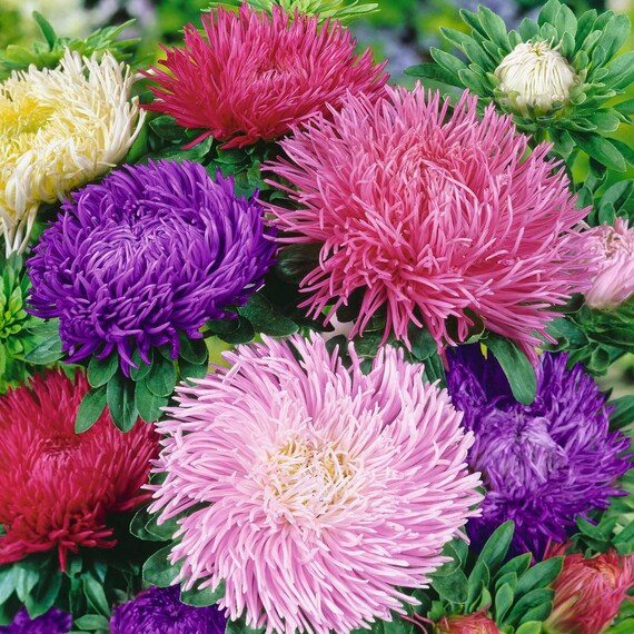 Aster Flower Seeds