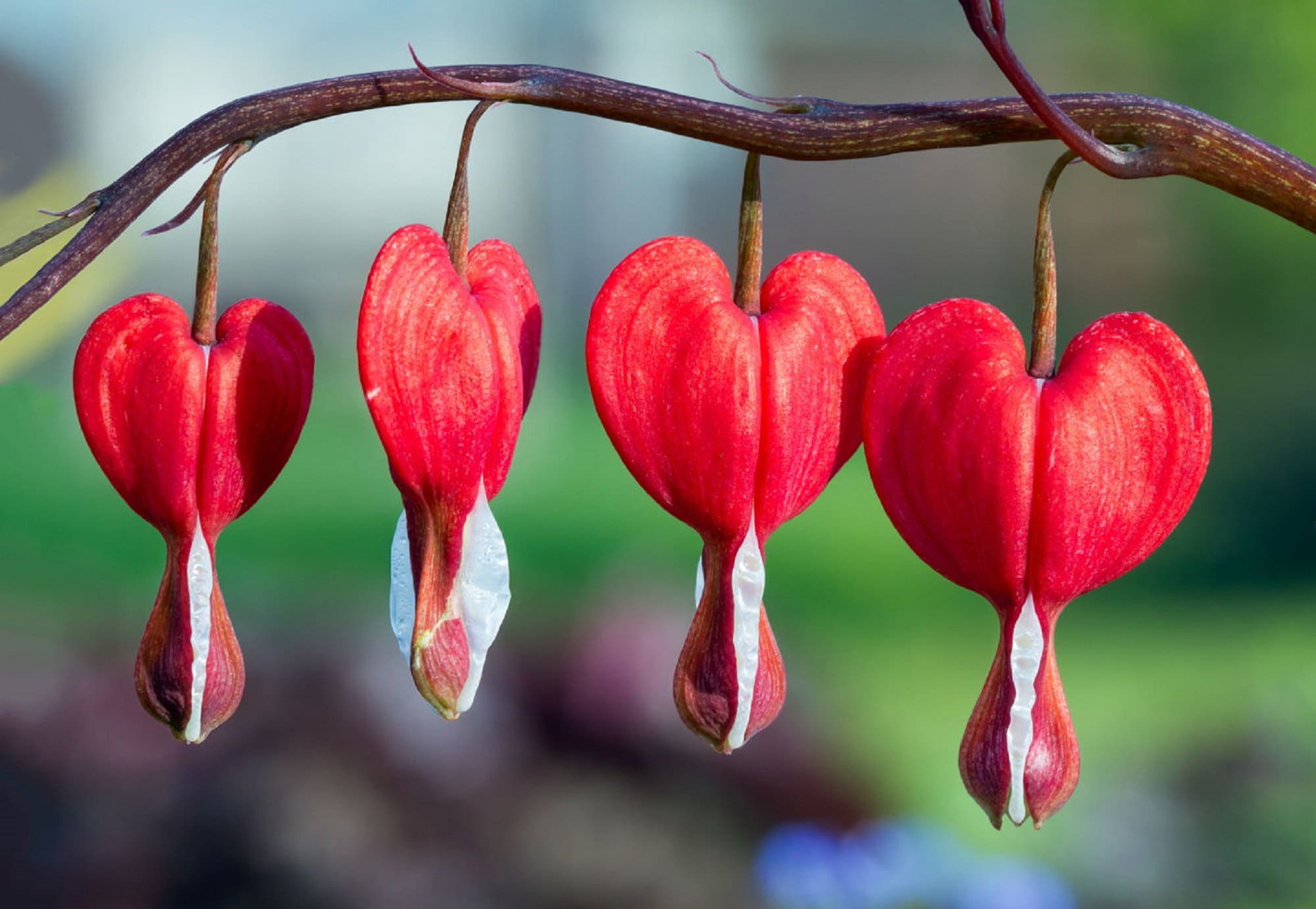 Red Dicentra Flower Seeds
