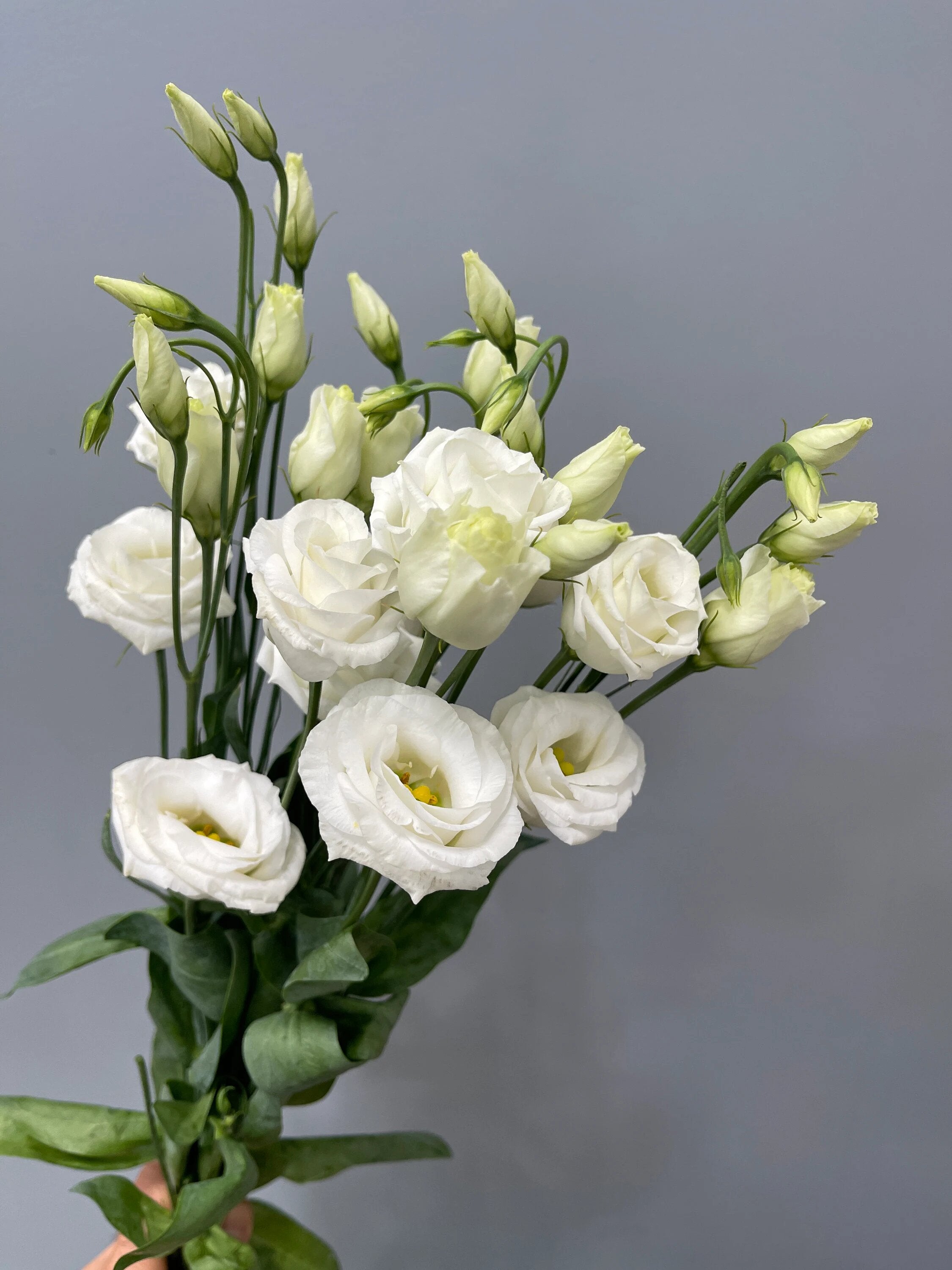 White Lisianthus Flower Seeds Easy Grow Blossoms for Pots and Backyard Spaces for Colorful - Heirloom, Non GMO, High