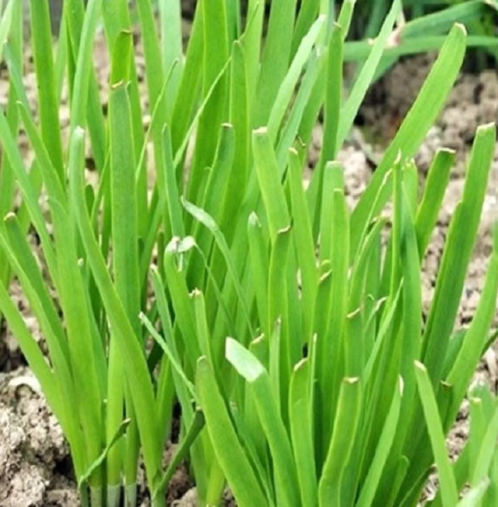Garlic Chives