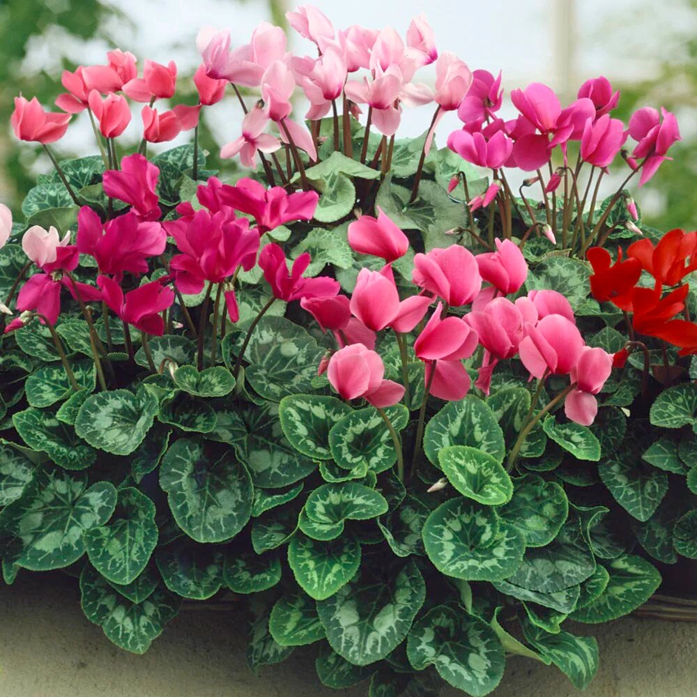 Cyclamen Flower Seeds - Heirloom Non GMO High Germination Premium Garden Seeds for Planting
