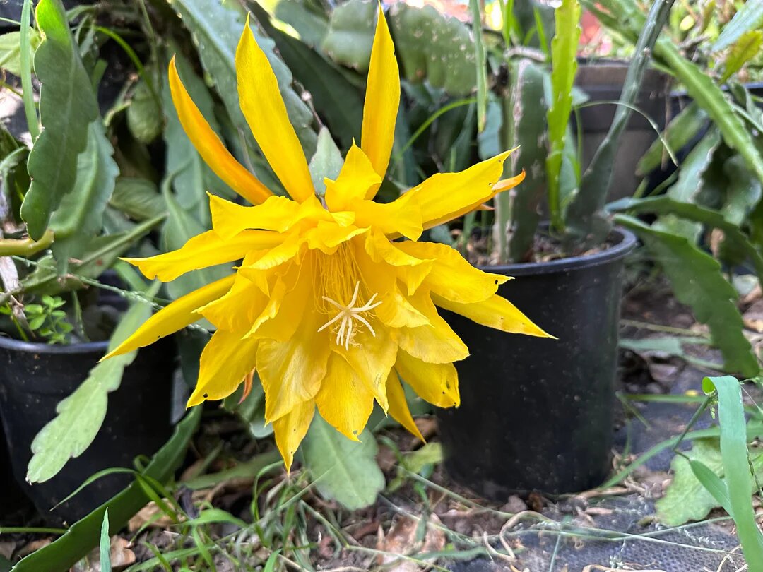 Yellow Epiphyllum Oxypetalum Flower Seeds | - Heirloom Non GMO High Germination Garden Seeds for Planting
