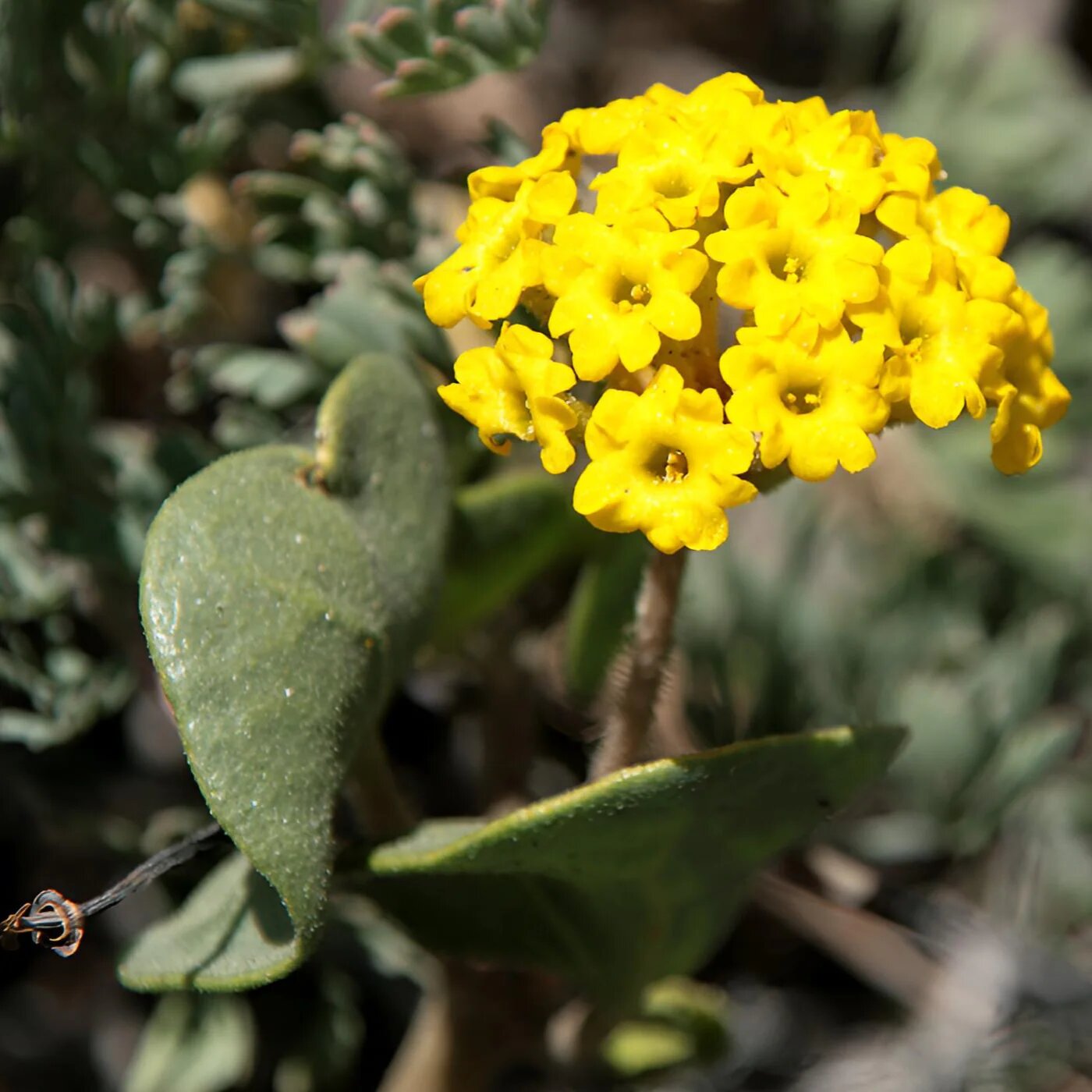 Yellow Verbena Flower Seeds – Exotic Flowering Plants for Vibrant Garden Beauty