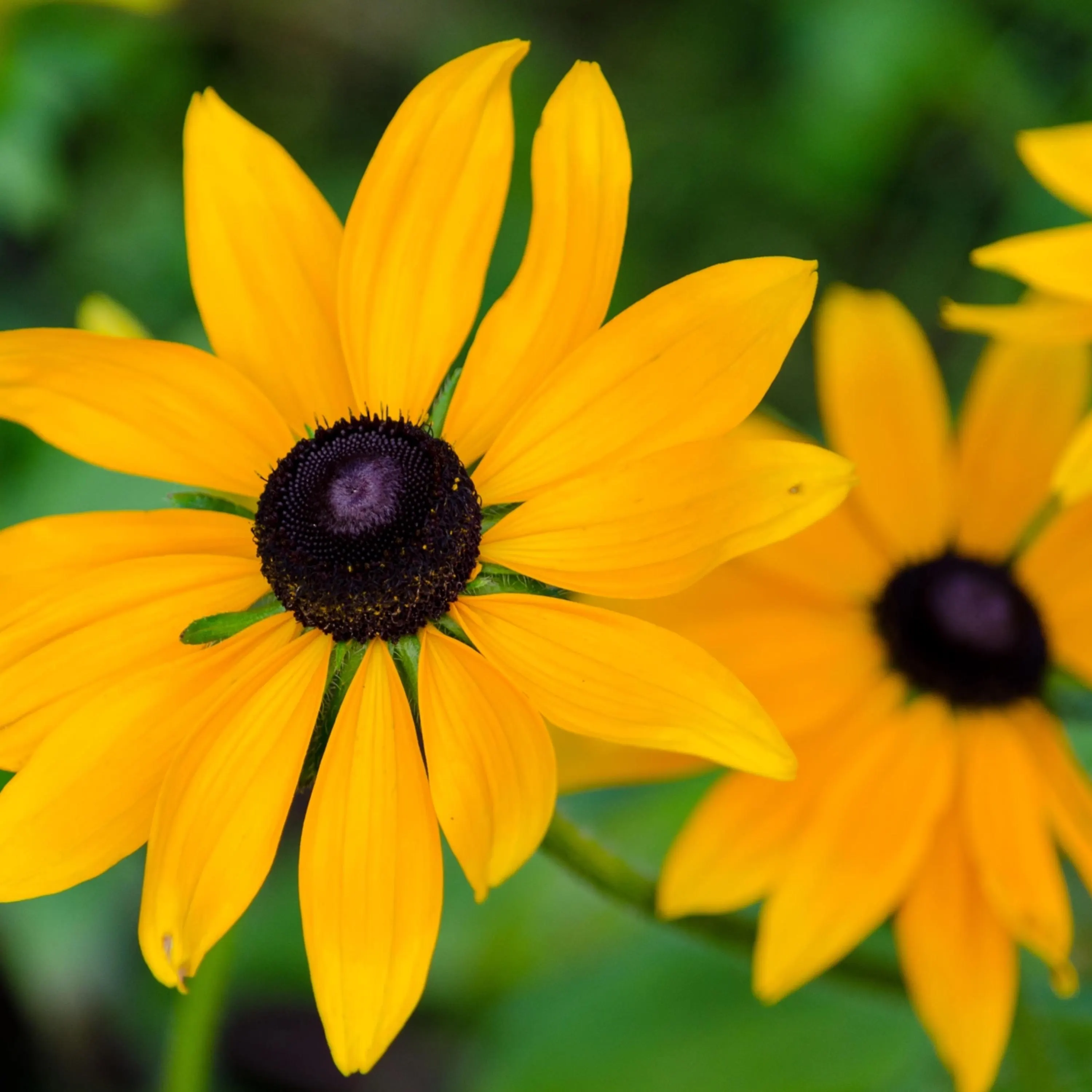 Black Eyed Susan Flower