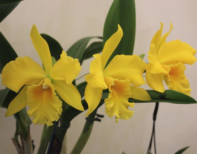 Yellow Cattleya Orchid Flower Seeds – Rare Blooming Plants for Balcony & Patio Gardening - Heirloom Non GMO High Germina