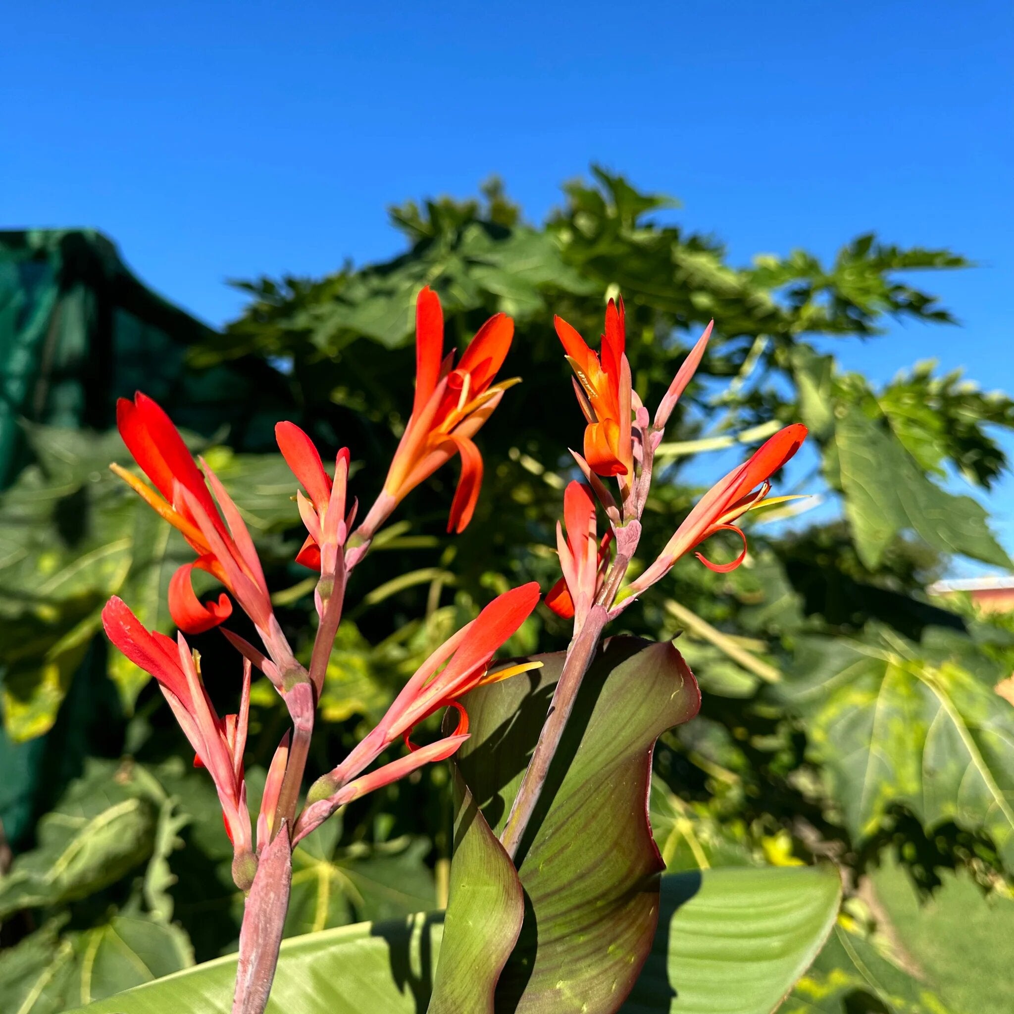 Canna edulis Flower Seeds - Heirloom Non GMO High Germination Garden Planting Seeds