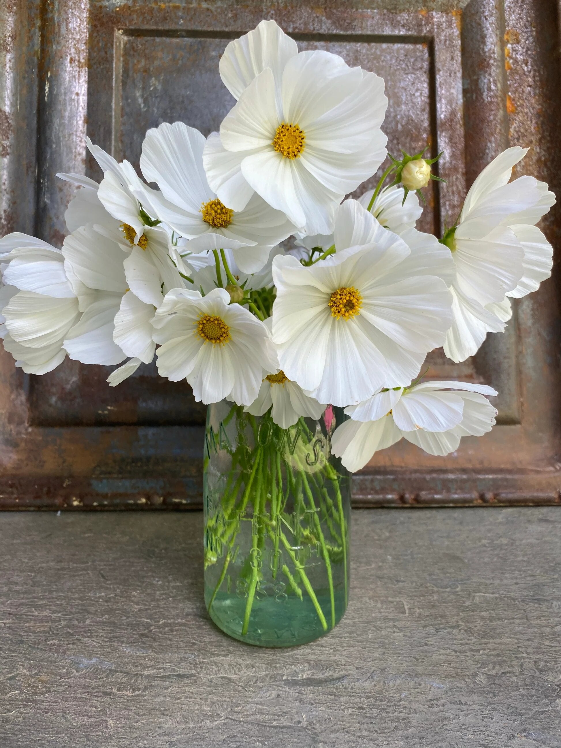 White Cosmos Flower Seeds - Heirloom Non GMO High Germination Flower Seeds for Planting