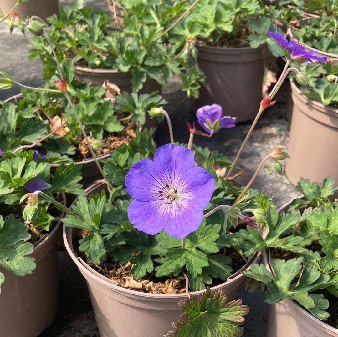 Rozanne Geranium Flower Seeds Heirloom Non GMO High Germination Organic Garden Seeds Colorful - Heirloom Non GMO High Ge