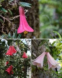 Mixed Lapageria Flower 