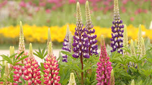 Mixed Lupine Flowers Seeds