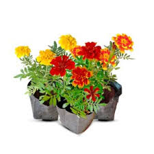 Mixed Marigold Flower Seeds Heirloom Non-GMO High Germination Organic Garden Seeds Seeds for Planting Colorful Blooms