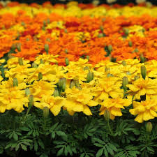 Mixed Marigold Flower Seeds Heirloom Non-GMO High Germination Organic Garden Seeds Seeds for Planting Colorful Blooms