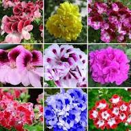 Mixed Geranium Pelargonium Flower Seeds Exotic Flowering Plants for Backyard Garden Beauty Heirloom Non-GMO High Germina