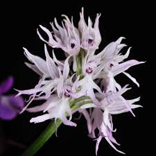 Mixed Naked Man Orchid Flower Seeds - Heirloom Non GMO High Germination Organic Garden Seeds for