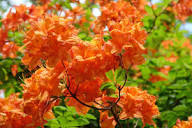 Orange Azalea Flower Seeds