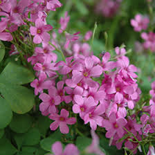 Pink Oxalis Acetosella Flower Seeds