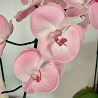 Pink Pale Bell Orchid Flower Seeds for Planting Heirloom Non GMO High Germination Organic Garden Seeds - Heirloom Non GM
