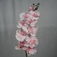 Pink Pale Bell Orchid Flower Seeds for Planting Heirloom Non GMO High Germination Organic Garden Seeds - Heirloom Non GM