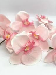 Pink Pale Bell Orchid Flower Seeds for Planting Heirloom Non GMO High Germination Organic Garden Seeds - Heirloom Non GM