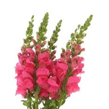 Pink Antirrhinum Flower Seeds for - Heirloom Non GMO Premium Garden Seeds for Planting, High Germination Outdoor Plants