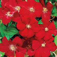 Red Climbing Clematis Flower Seeds Premium Floral Seeds for Decorative Landscape Gardens Seeds for Planting Heirloom Non-GMO High Germination Organic Garden Seeds