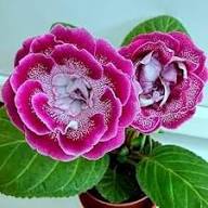 Pink Blooming Gloxinia Flower Seed Planting Rare Blooming Plants Balcony and Patio Gardening, Heirloom Non-GMO High