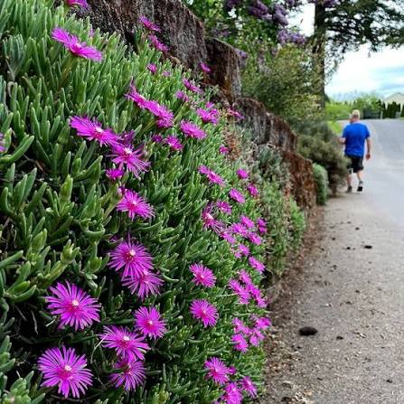 Pink Delosperma Flower Seeds