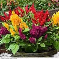 Celosia Flower Seeds 